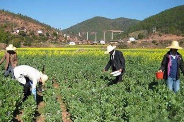 蚕豆常见的病虫害，包括根腐病、锈病等
