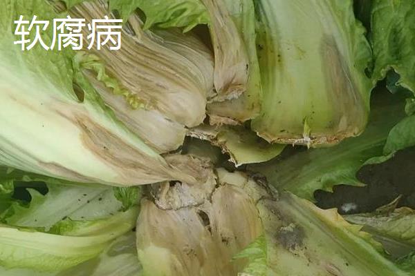 大白菜苗期的病虫害如何防治，不同病害的防治方法不同