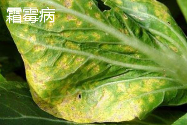 大白菜苗期的病虫害如何防治，不同病害的防治方法不同