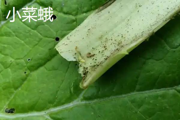 大白菜苗期的病虫害如何防治，不同病害的防治方法不同
