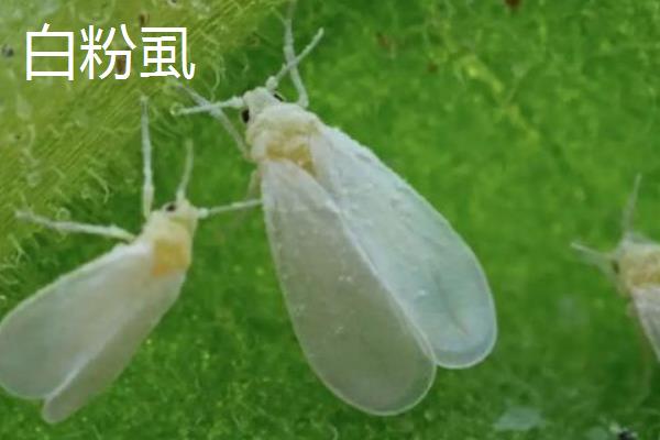 大白菜苗期的病虫害如何防治，不同病害的防治方法不同