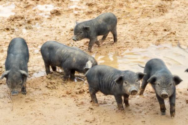 新手养殖槐猪的注意事项,可以圈养和放养结合