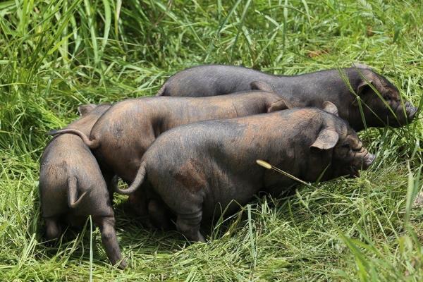 新手养殖槐猪的注意事项,可以圈养和放养结合