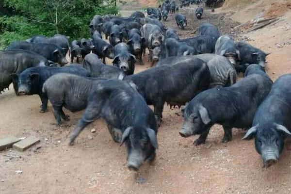 新手养殖槐猪的注意事项,可以圈养和放养结合