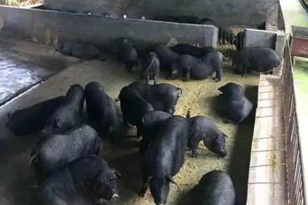 新手养殖槐猪的注意事项,可以圈养和放养结合