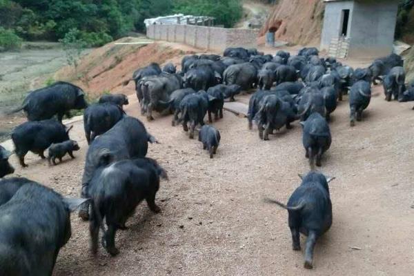 新手养殖槐猪的注意事项,可以圈养和放养结合