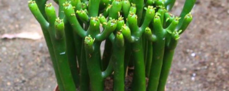 多肉植物光棍树的养殖方法，要根据植株的生长状态进行施肥