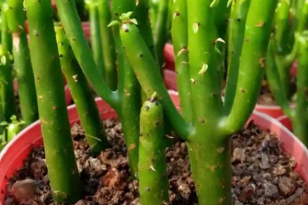 多肉植物光棍树的养殖方法，要根据植株的生长状态进行施肥