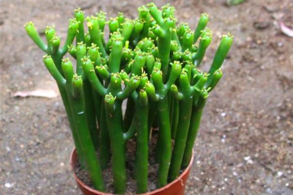 多肉植物光棍树的养殖方法，要根据植株的生长状态进行施肥