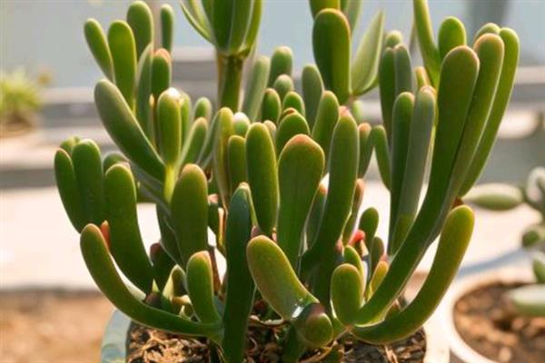 多肉植物光棍树的养殖方法，要根据植株的生长状态进行施肥