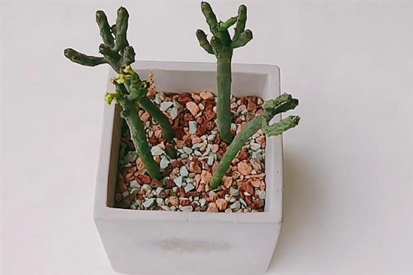 多肉植物光棍树的养殖方法，要根据植株的生长状态进行施肥