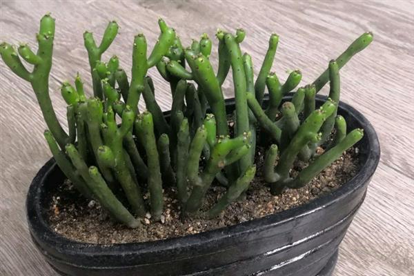 多肉植物光棍树的养殖方法，要根据植株的生长状态进行施肥