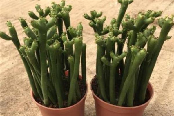多肉植物光棍树的养殖方法，要根据植株的生长状态进行施肥