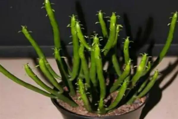 多肉植物光棍树的养殖方法，要根据植株的生长状态进行施肥