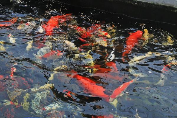 养锦鲤要多大的鱼缸，至少要用1米以上