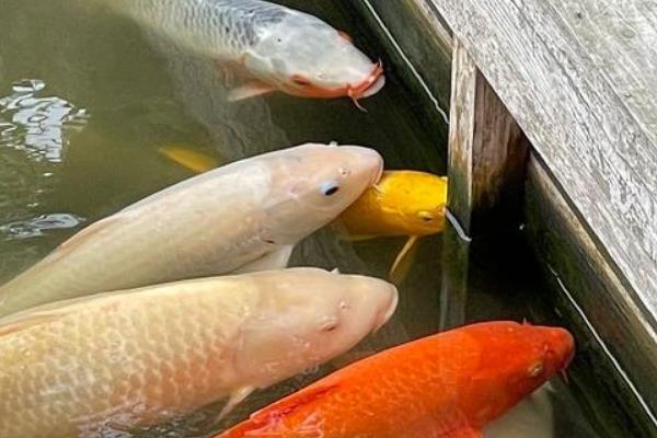 养锦鲤要多大的鱼缸，至少要用1米以上