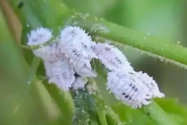 葡萄虫害的防治方法，不同害虫的防治方法不同