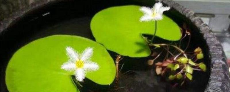 金银莲花的开放时长，一般能持续24小时
