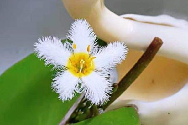 金银莲花的开放时长，一般能持续24小时