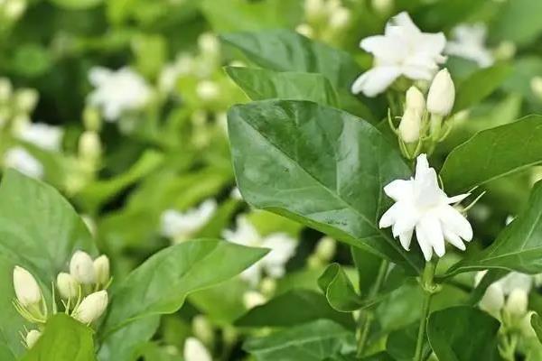 茉莉花的养殖方法，每天早晚浇一次水