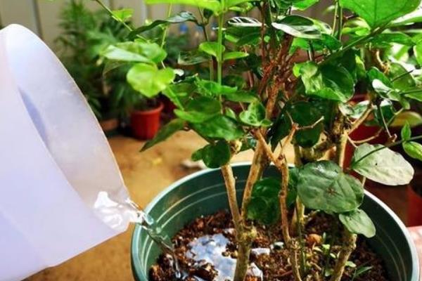 茉莉花的养殖方法，每天早晚浇一次水