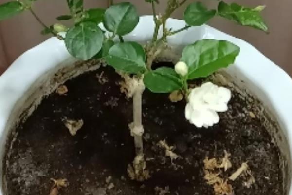 茉莉花的养殖方法，每天早晚浇一次水