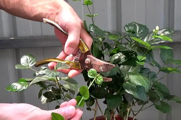 茉莉花的养殖方法，每天早晚浇一次水