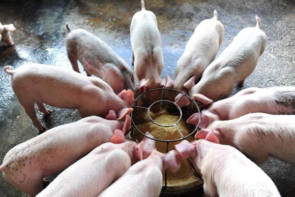 40斤小猪怎么喂，通常日喂5-6次左右