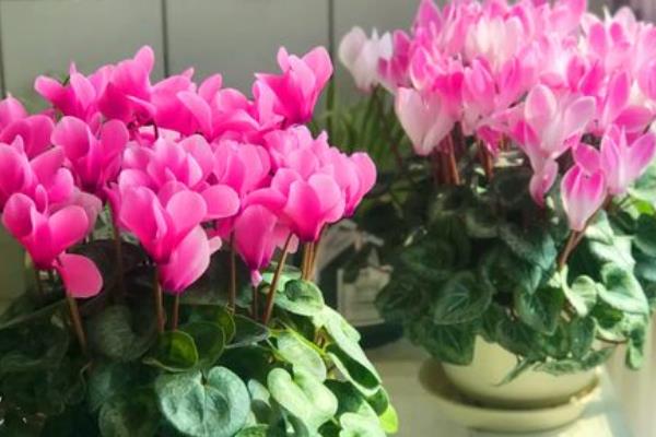 仙客来怎么养殖，每天晒光6小时以上
