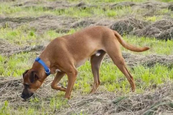 狗狗焦虑时有什么症状，会出现持续嗅闻地面、频繁舔鼻子等行为