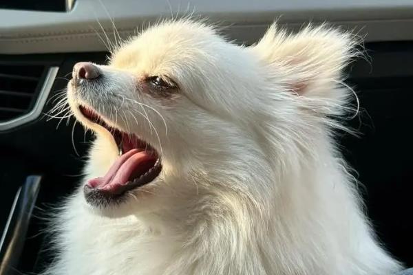 狗狗焦虑时有什么症状，会出现持续嗅闻地面、频繁舔鼻子等行为