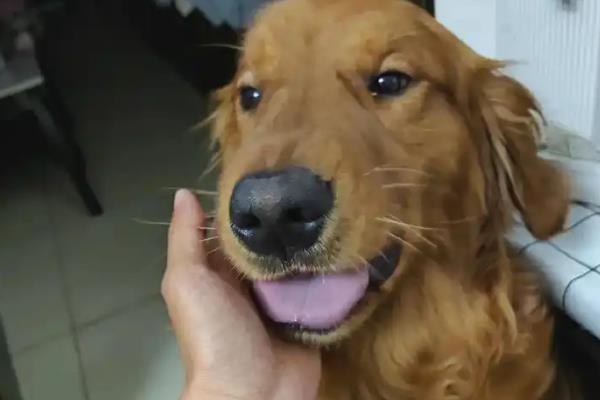 狗狗焦虑时有什么症状，会出现持续嗅闻地面、频繁舔鼻子等行为