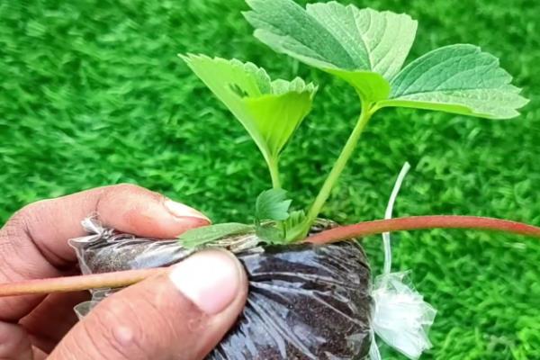 草莓长了匍匐茎还能不能开花，长了匍匐茎还能开花