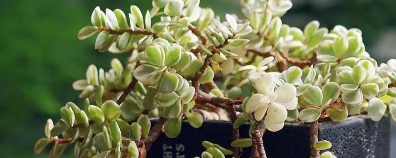多肉木质化如何处理,木质化的部位一定要彻底修剪干净