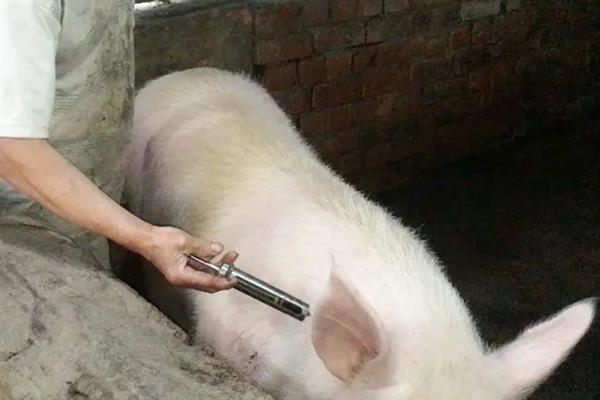 母猪的正确喂养方法，膘情较肥的母猪生产前要减少喂料