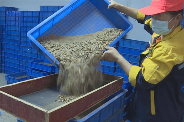 黄粉虫的养殖前景，是一个风险小较稳定的一个养殖项目