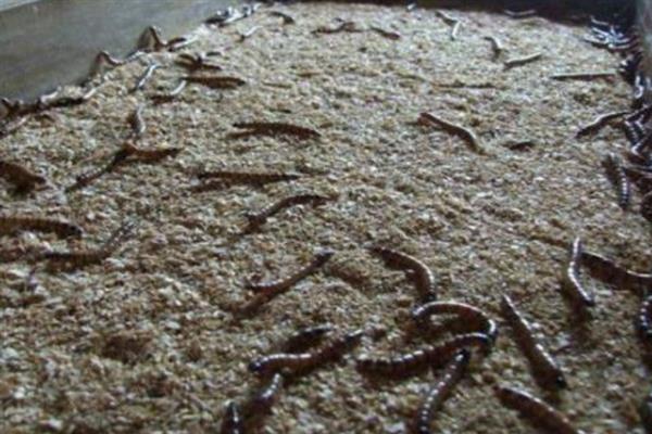 黄粉虫的养殖前景，是一个风险小较稳定的一个养殖项目