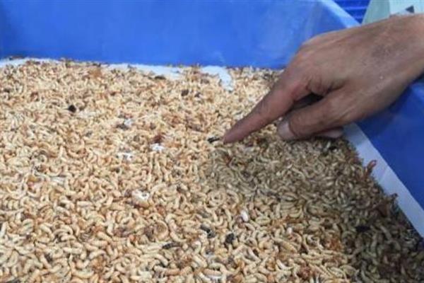 黄粉虫的养殖前景，是一个风险小较稳定的一个养殖项目