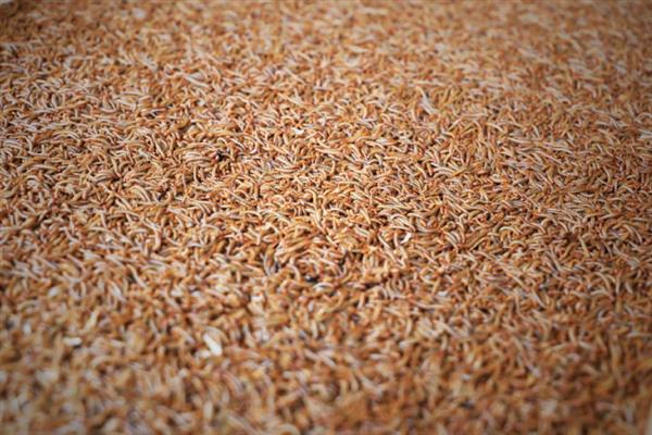 黄粉虫的养殖前景，是一个风险小较稳定的一个养殖项目