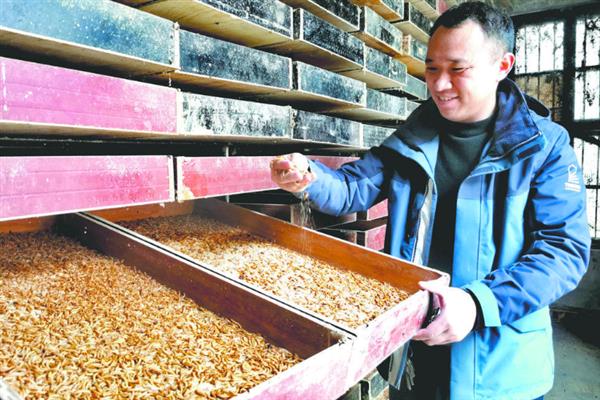 黄粉虫的养殖前景，是一个风险小较稳定的一个养殖项目