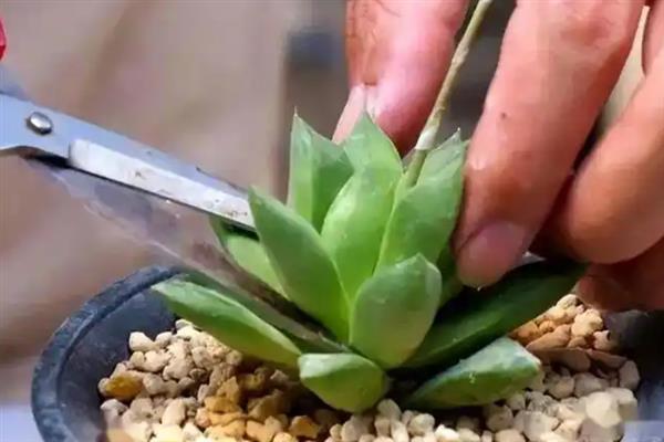 多肉木质化如何处理,木质化的部位一定要彻底修剪干净