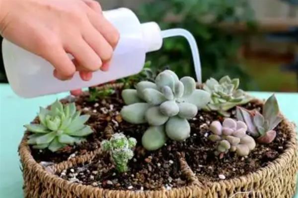 多肉木质化如何处理,木质化的部位一定要彻底修剪干净