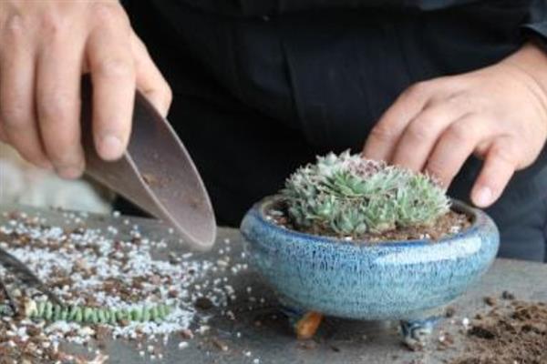 多肉木质化如何处理,木质化的部位一定要彻底修剪干净