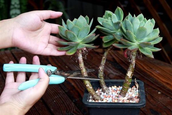 多肉木质化如何处理,木质化的部位一定要彻底修剪干净