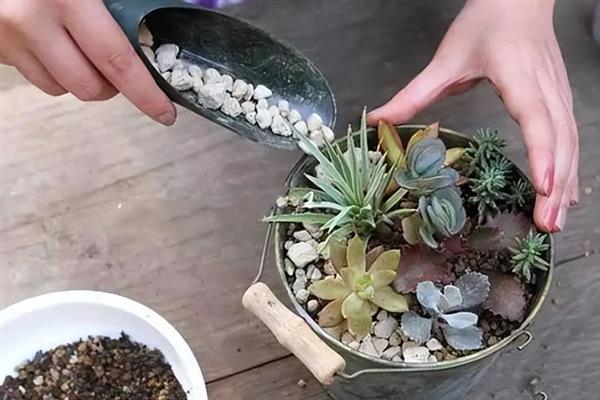 多肉木质化如何处理,木质化的部位一定要彻底修剪干净