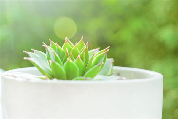 多肉木质化如何处理,木质化的部位一定要彻底修剪干净