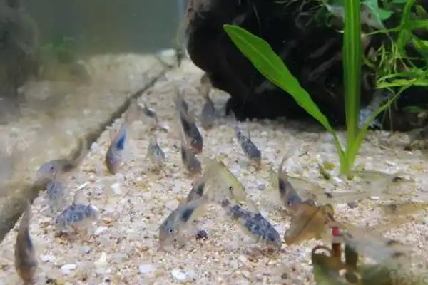 鼠鱼的繁殖方式，繁殖方式是卵生繁殖