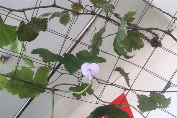 阳台怎样种豆角才能高产，首先选择适合当地栽培的优良品种