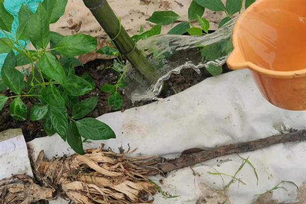 阳台怎样种豆角才能高产，首先选择适合当地栽培的优良品种