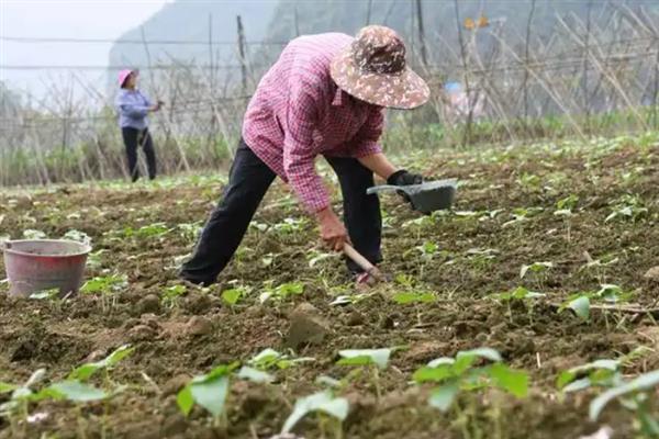阳台怎样种豆角才能高产，首先选择适合当地栽培的优良品种